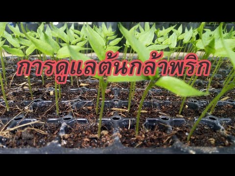 #​ปลูก​พริก​ให้​ดก​การ​ดูแล​ต้นกล้าพริก|การให้ปุ๋ย​ต้นกล้าพริก|การป้องกันกำจัดศัตรู​พริก