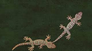 CAT GAMES - Tokek menyambar dan merayap - Gecko for cat