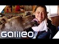 Ein Braunbär als Haustier? Das steckt dahinter! | Galileo |  ProSieben