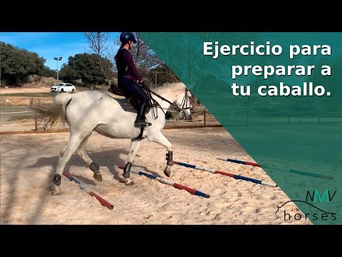 Video: Equitación y entrenamiento: el ejercicio cuadrado