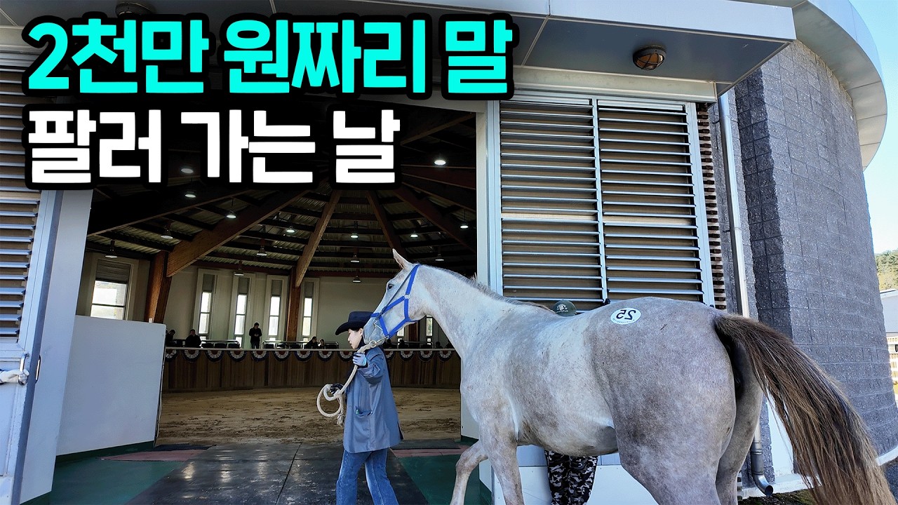 대학 대신 시골에서 말 20마리 키우면서 승마장으로, 빚 갚고 있는 20대 여자 