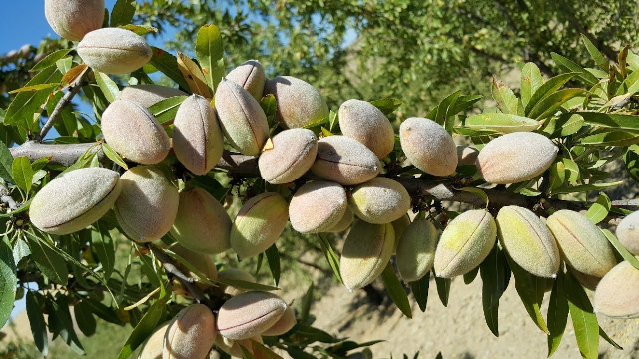 BADEM BUDAMA 3 YAŞ 36 Aylık Feyzettin Dursun