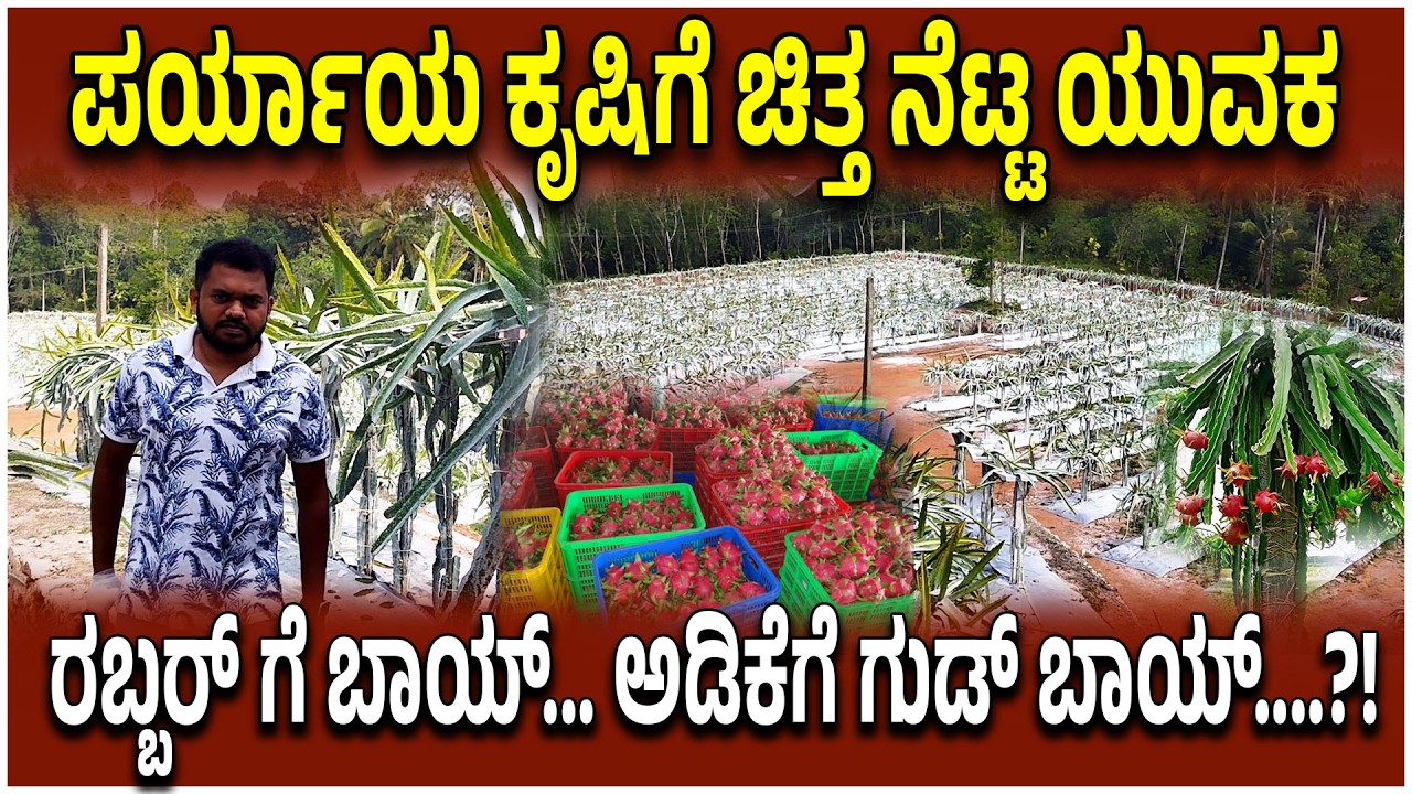 ಪರ್ಯಾಯ ಕೃಷಿಗೆ ಚಿತ್ತ ನೆಟ್ಟ ಯುವಕ | ರಬ್ಬರ್ ಗೆ ಬಾಯ್... ಅಡಿಕೆಗೆ ಗುಡ್ ಬಾಯ್....?!