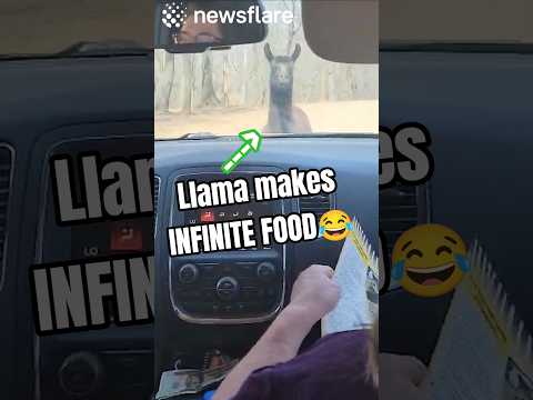 Llamas Trick For Infinite Food