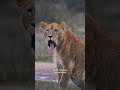 Lion Cub Bares Teeth in the Rain #shorts