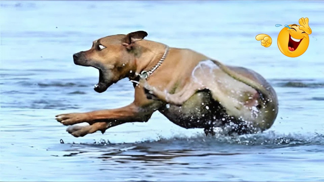 HILARIOUS DOGS Being Weird 🤪 NEW Funniest Dogs Video 2026