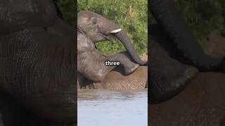 5 Fun Facts About Elephants You Didn't Know! 🐘