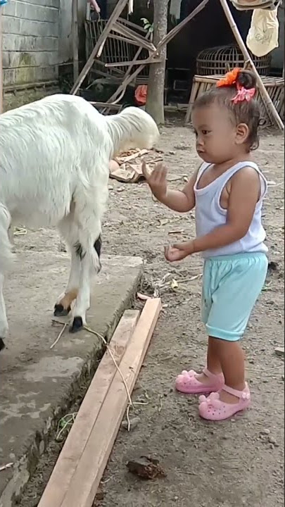 angon wedus pemirsa #shortvideo #shorts