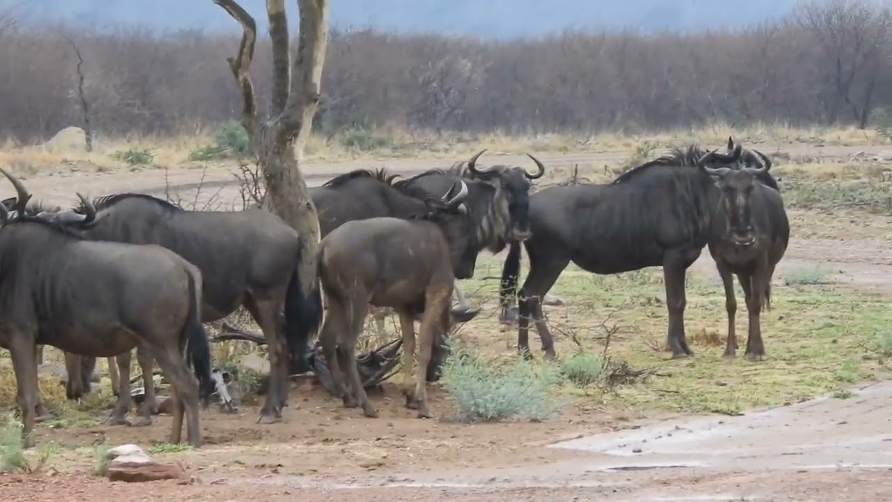 Madikwe pt 16  The Morning Gnus, and Giraffes