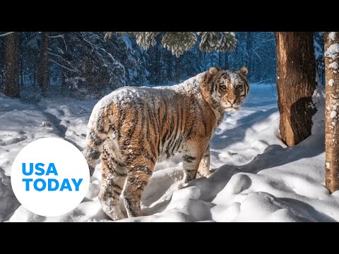 Nature camera snaps picture of rare Siberian tiger | USA TODAY