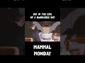 Day in the Life of a Bumblebee Bat (Mammal Monday)