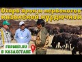 Одна из лучших пород овец для резко континентального климата Казахстана. Взвешиваем овец на пастбище