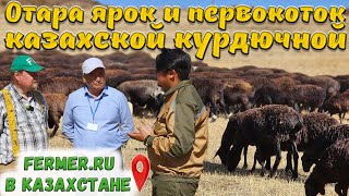 Одна Из Лучших Пород Овец Для Резко Континентального Климата Казахстана. Взвешиваем Овец На Пастбище