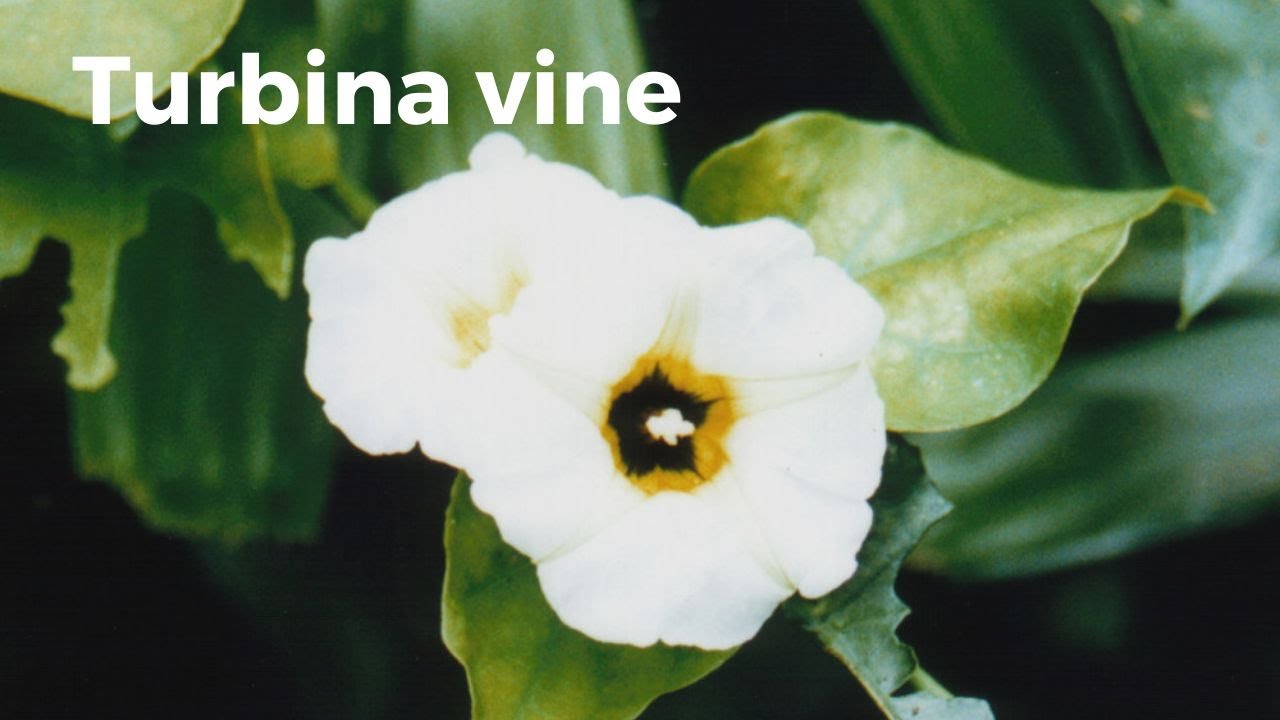 Turbina: Invasive Weeds in the Wet Tropics