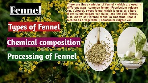 Fennel. Food spices and condiments. ICAR NET Food science and twchnology