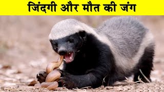 इस लड़ाई का अंजाम देख आपकी रुह कांप जाएगी| Most Deadliest Animal Fights Ever Filmed