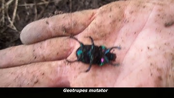 #ScarabSkills - How to: Dig for Dor Beetles