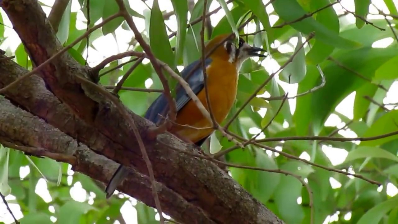Orange Headed Thrush 