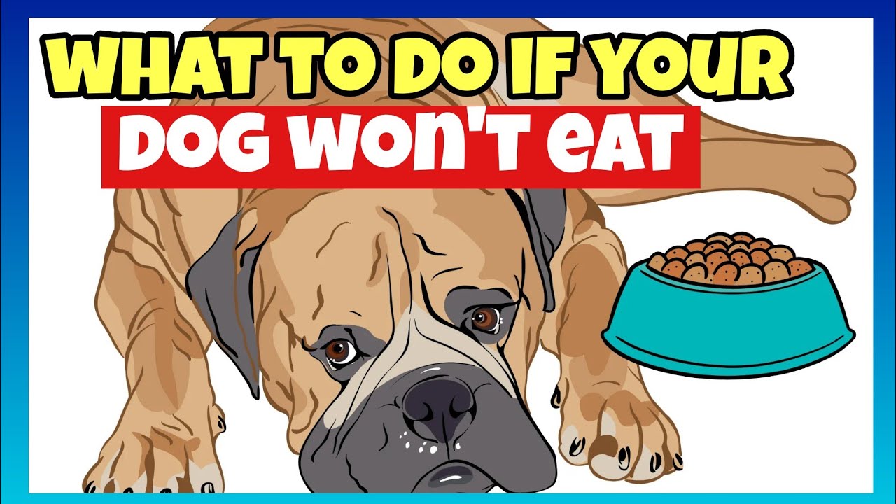 What to do if your dog wont eat YouTube