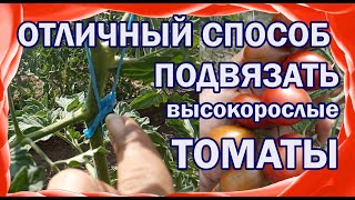 Как подвязать высокорослые томаты?