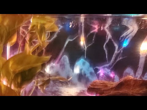 Smoothing Sounds, Different lights of on the fish tank. #relaxing # ...