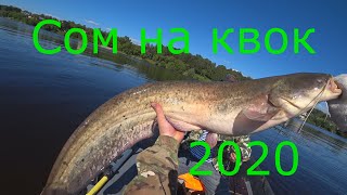 видео: Сом на квок / Волга / Июнь 2020 картинка: Сом на квок / Волга / Июнь 2020