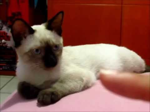 Video: Cómo Elegir Un Gatito Plegable