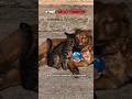 Other animal friendship Vs... #cat #dog