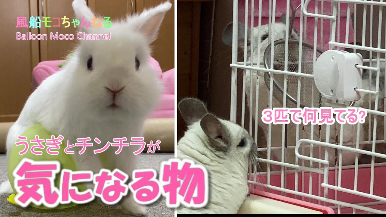 風船モコちゃんねる Youtube Channel Analytics And Report Powered By Noxinfluencer Mobile 風船モコちゃんねる Youtube Channel Analytics And Report Powered By Noxinfluencer Mobile