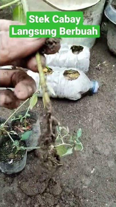 #shorts #chili #cabe #grafting stek Cabay langsung berbuah