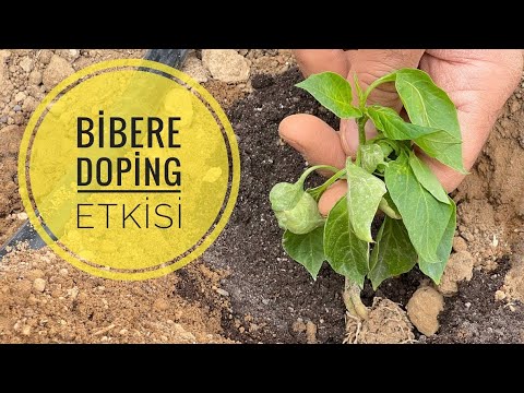 Biber fidesini böyle dik gerisine karışma 👌🌶️🌱