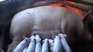 видео Сколько приносят куры, кролики, свиньи и коровы фермерам