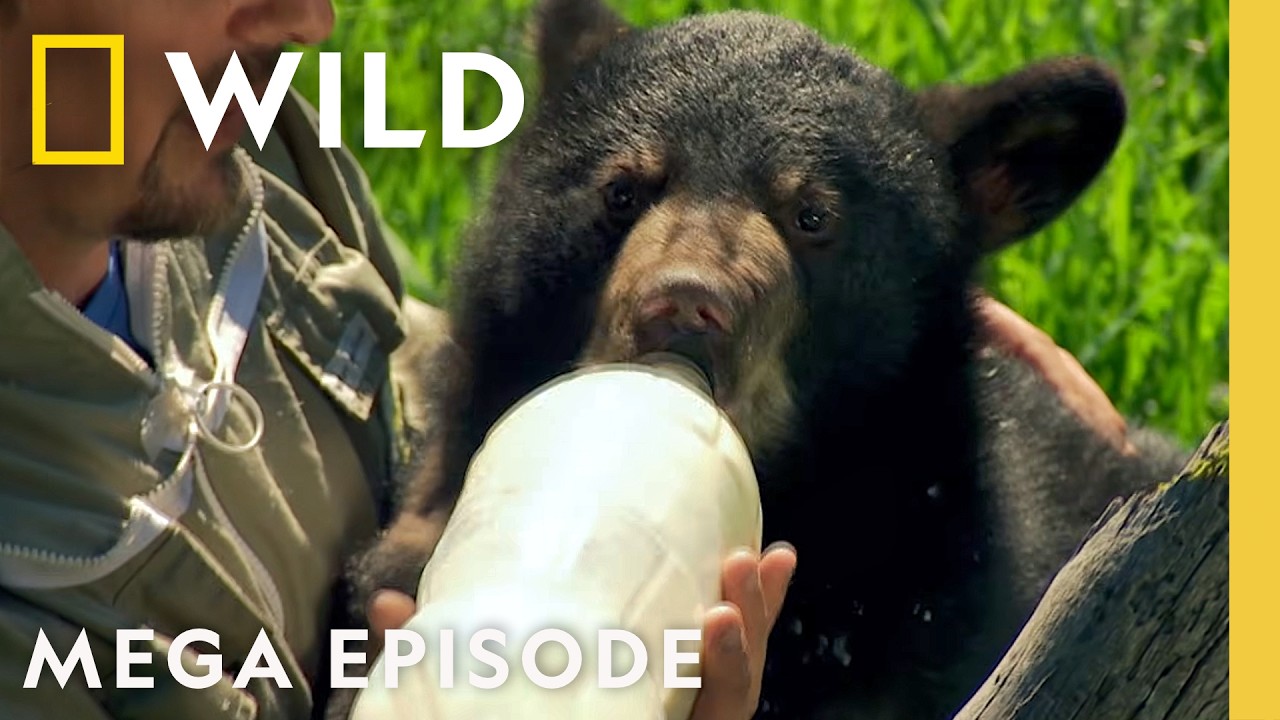 Tracking Bears, Wolverines, & Desert Wildlife | America the Wild MEGA Episode | Nat Geo Animals