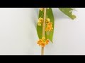 【花の開花＃127】キンモクセイ（金木犀）の開花を観察する。