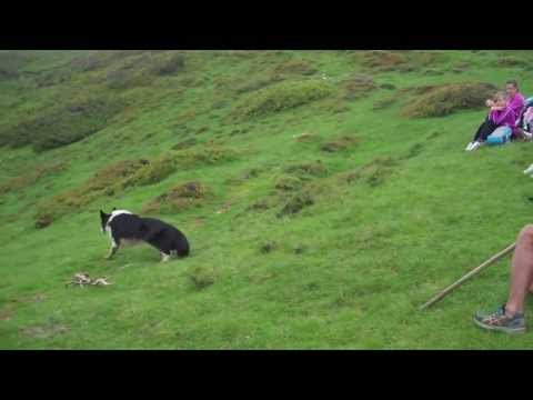 Vidéo: Coonhound à os rouge