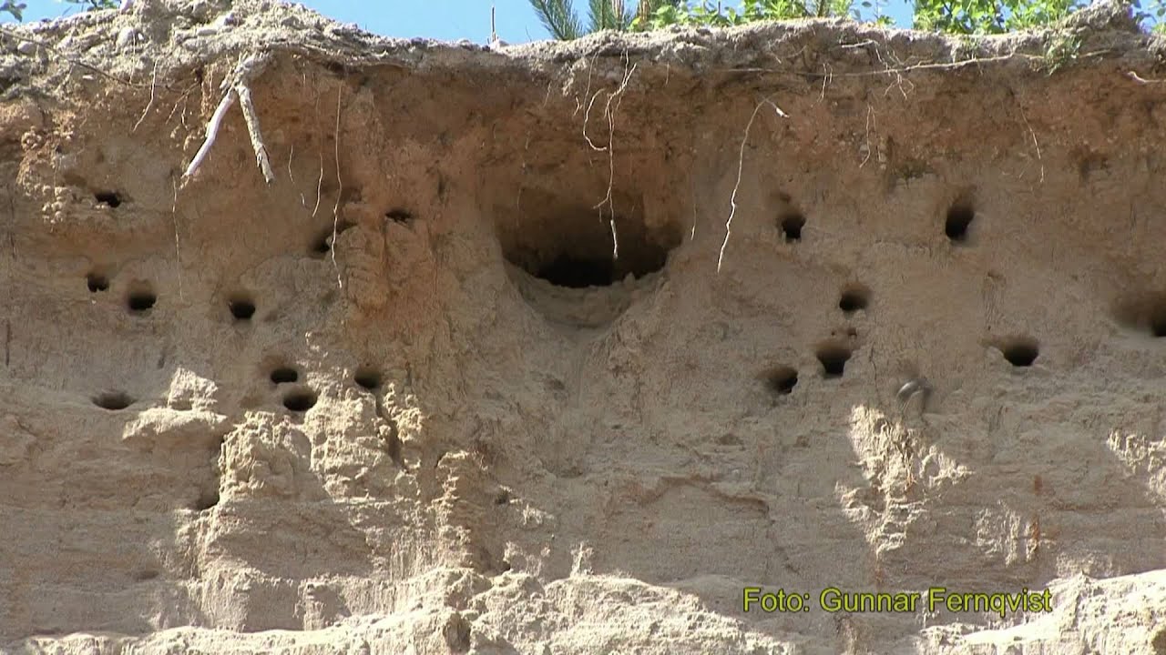 BACKSVALA Common Sand Martin (Riparia riparia) Klipp - 42 