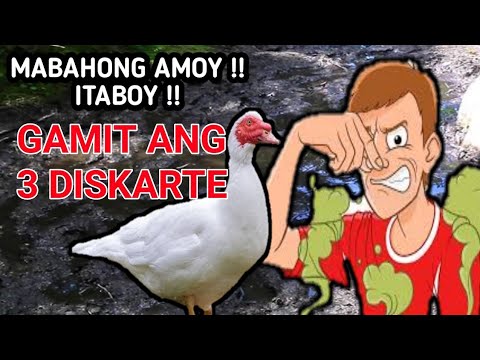 Video: Kung Paano Gumagawa Ng Amoy Isang Papel Sa Pag-diagnose Ng Sakit Sa Mga Alagang Hayop