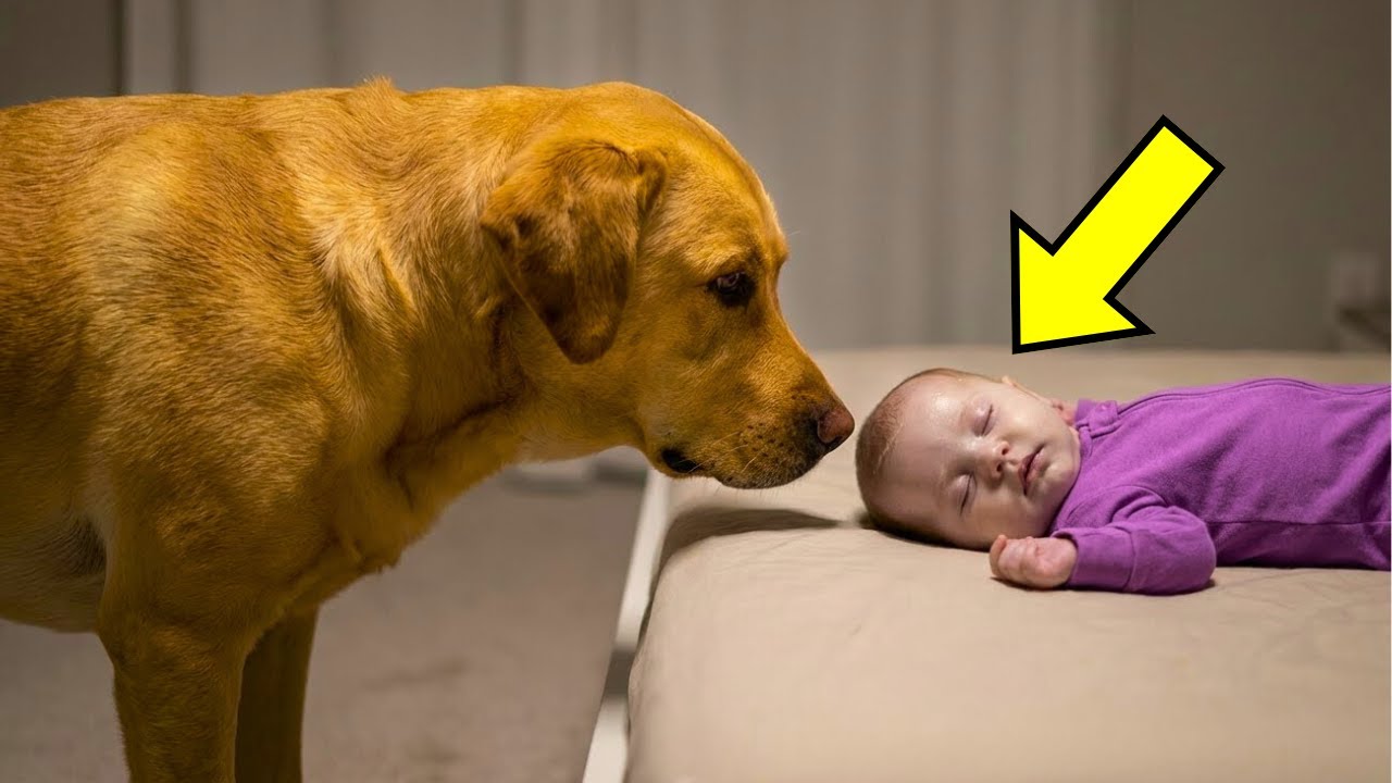 The Dog Kept Barking At 3AM — What They Found Saved Their Baby!!