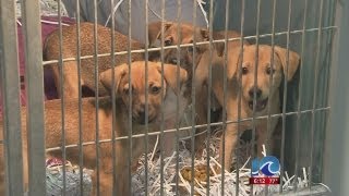 Parvo concerns at the Virginia Beach SPCA