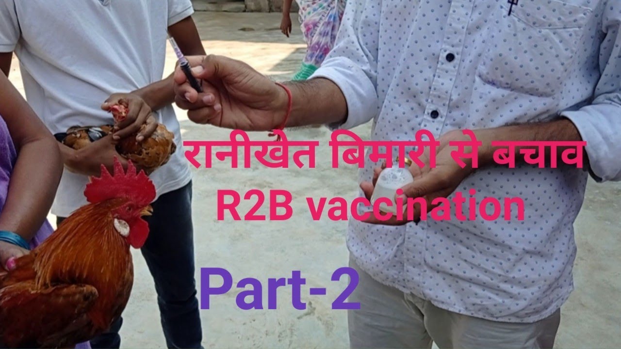 रानीखेत बिमारी से बचाव / R2B वैक्सीन लगाने का तरीका