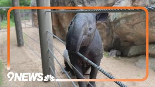 Investigation Underway After Both Of The Denver Zoos Malayan Tapirs Die