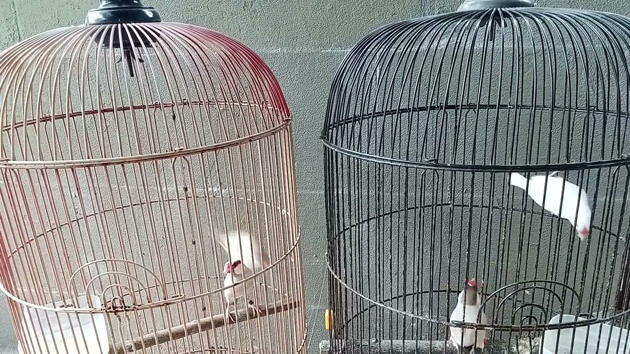 Materi untuk pemula, amannya seperti apa dan usia berapa, ini menurut kami pribadi