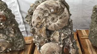 Ammonites From Around The World 105 To 113 Millions Old.