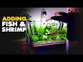 Adding FISH & SHRIMP to BUDDHA Aquarium | MD Fish Tanks