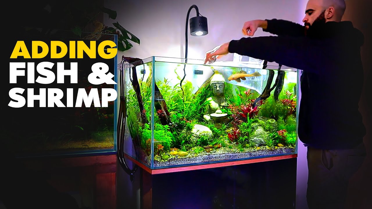 Moreel onderwijs strak pindas Adding FISH & SHRIMP to BUDDHA Aquarium | MD Fish Tanks - YouTube