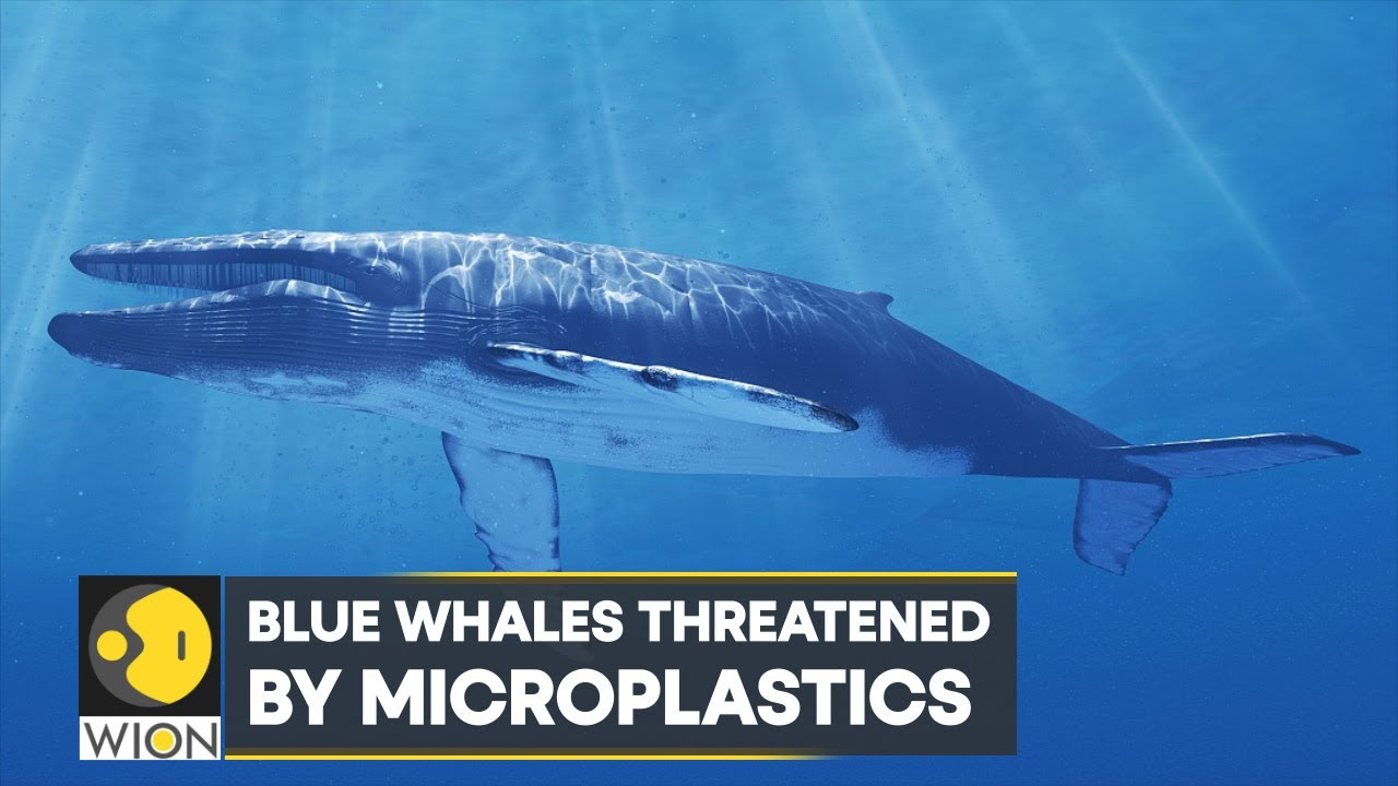 WION Climate Tracker | Study: Blue Whales eat10 million pieces of microplastics daily | World News