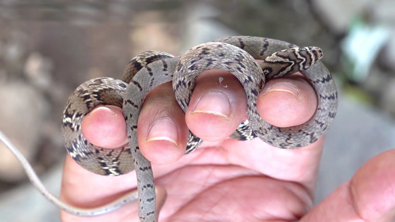 चित्रक नाग का लाईव्ह सर्प दंश । चित्रांग नायकुळ साप | Slender Racer Snake Bite 