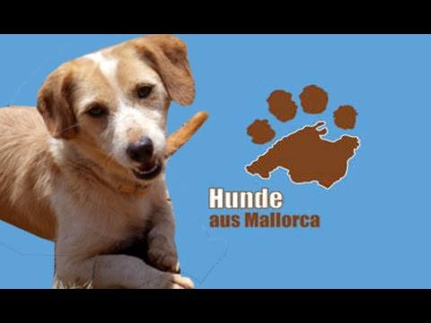 Hunde aus Mallorca e.V. - Imagefilm - YouTube