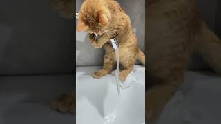 Cats being Cats #funny #cats #catvideos #catshorts #ytshorts