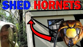 HORNETS Nest Inside A Shed! | Wasp Nest Removal